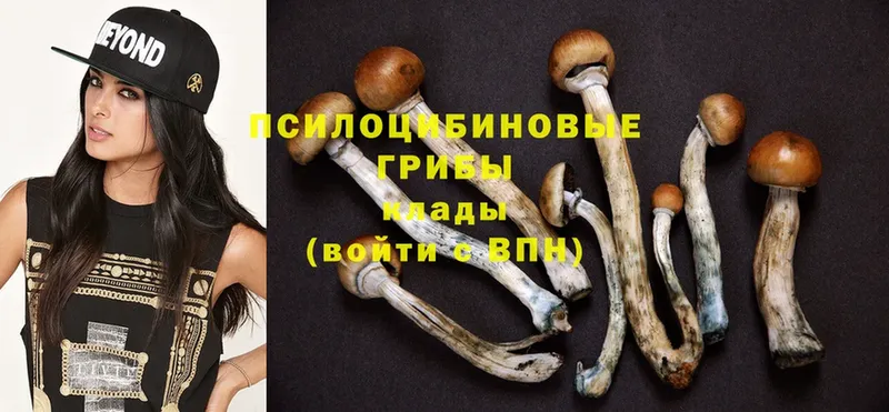 Галлюциногенные грибы Psilocybine cubensis  Истра 